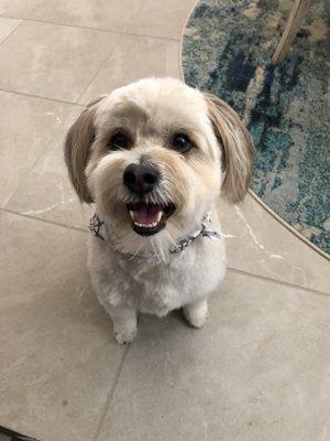 Teddy loves his new do' by Kelly!