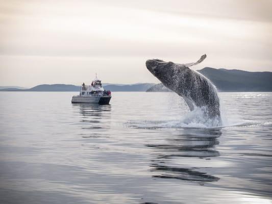 Humpback Whale breaches next to the Blackfish III