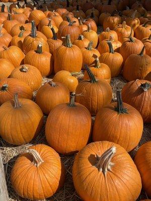 Pumpkins of every shape, color and size!!