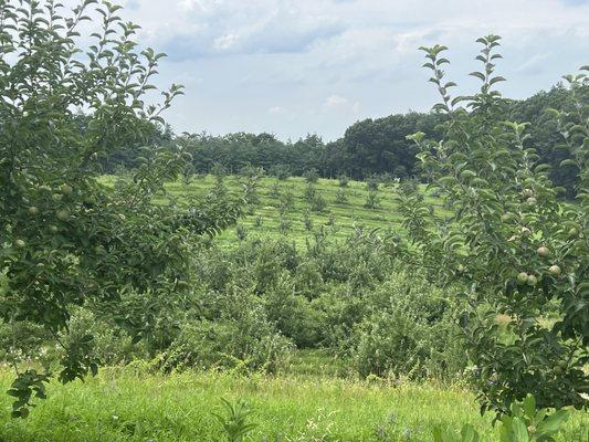 View of Cider Block from the backside of the our Center HIll