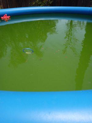 Yesterday our pool looked like this ?(even after a shock treatment)went to Aloha with a water sample.