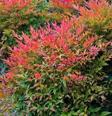 Nandina Bamboo