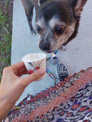 A dog and her pup cup