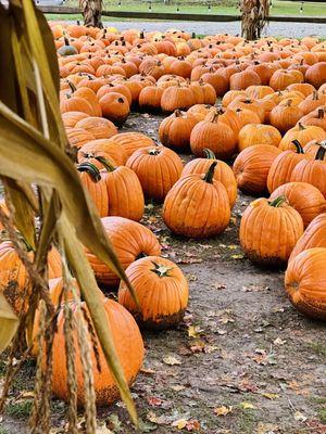 Red Wagon Farm