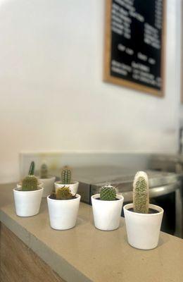 A display of cacti at the counter