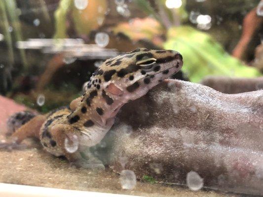 Baby Leopard gecko :)