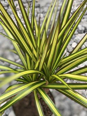 Variegated marginata tip