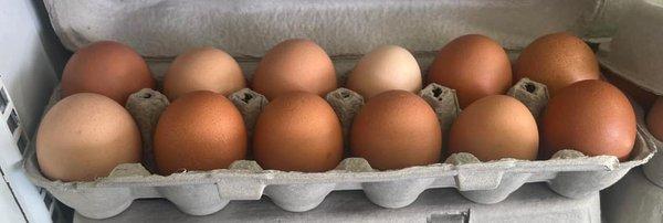 Local free range organic eggs