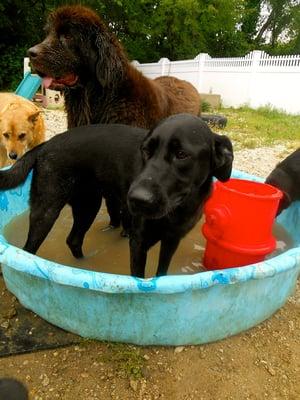 Photo from Linda's Camp K-9 Facebook page. Notice that Lena is soaking wet in the areas where she developed the hot spots.