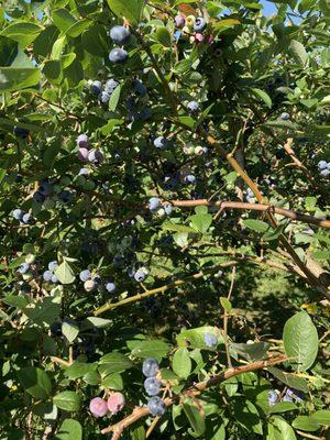 Blueberries