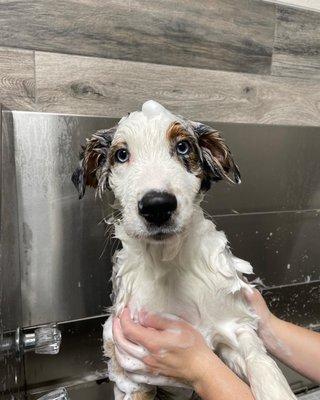 Puppies first bath