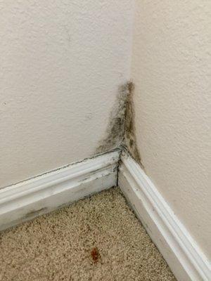 Mold growth from a foundation leak in a customer's home