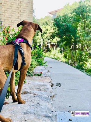 Enjoying a nice pawdestrian stroll on the riverwalk