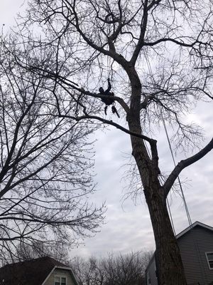 Phoenix tree services