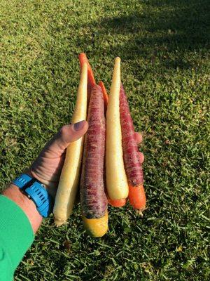 Beyond organic rainbow carrots