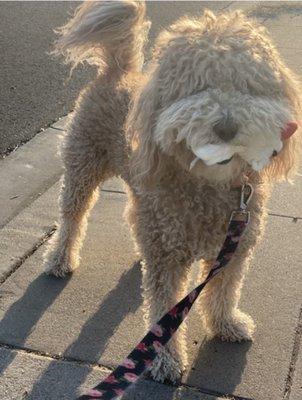 sweet girl high fluffy tail before grooming with her baby