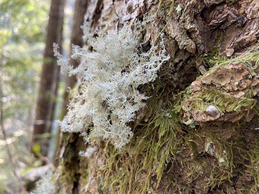 Lichen