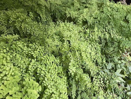 Ferns on both sides of walkway.