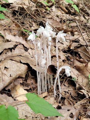 Ghost plant