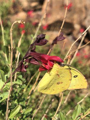 A sulphur butterfly nectaring on red salvia.