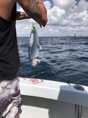 Shark bit the Bonito in half!!