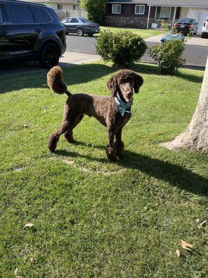 Paw pros did it again. Awesome cut! Look at that poofy tail.