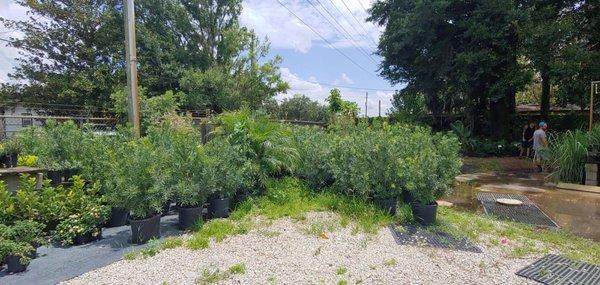 In addition to mulch they also sell plants and shrubs.