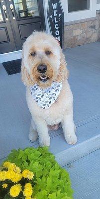 Happy boy after a great cut and loving up by Kelly.