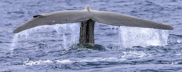 Blue whale fluke display. Naturalist said:  "largest animal to ever grace the earth", "up to 400,000 pounds". Possible injury (cut) on left?