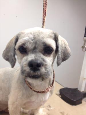 A Lhasa Apso with his head completely shaved. This dog had to have his head shaved because of matts(tight knots) in his coat.