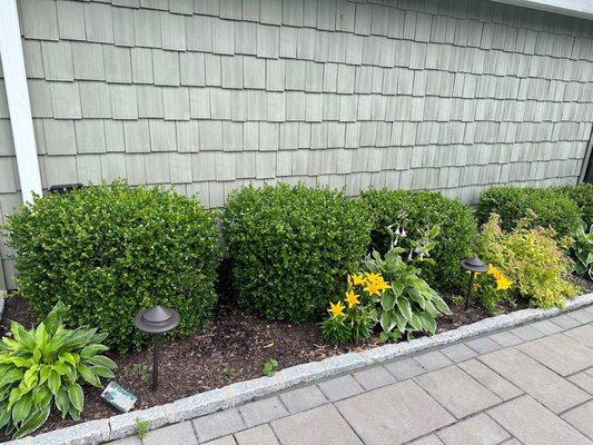 Shrubs and mulch