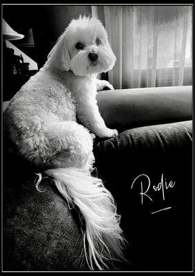 Rodie