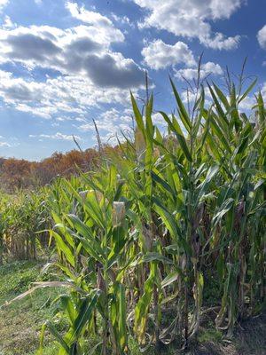 Cornfield