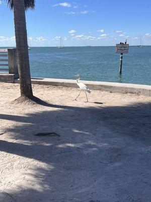 Stiltsville