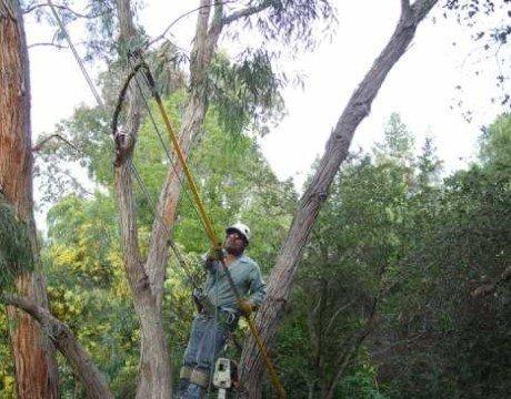 ETCLA Offers proper Pruning