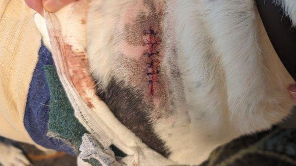 Close up of my dogs wound after being attacked by owner's dogs.