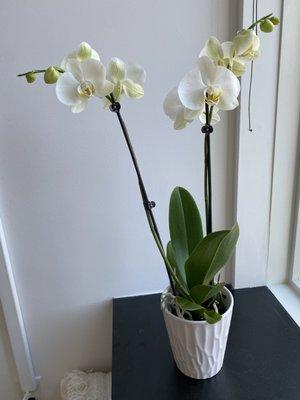 Beautiful orchid I bought from this place!