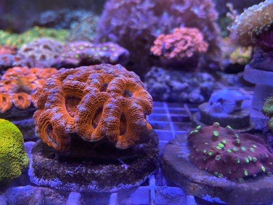 Corals