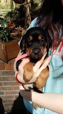 Pretty little girl English setter/lab mix pup!