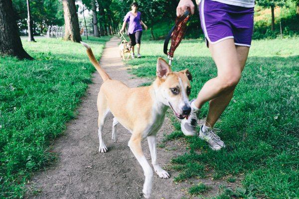 Leash training during a warm-up jog.