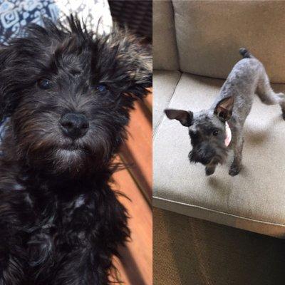 Before and after of our schnoodles, absolutes horrible.