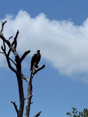 Speedy's Airboat Tours