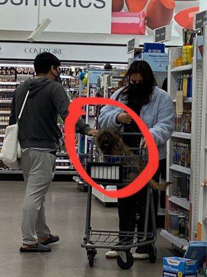 Dirty dog in your cart - Walgreens is not pet-friendly