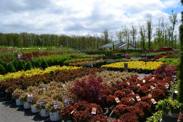 8 acres of nursery stock