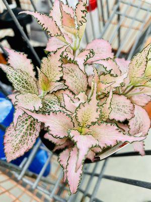 Fittonia Nerve Plant in rare pink color!