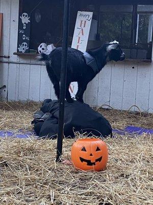 Halloween night goat yoga