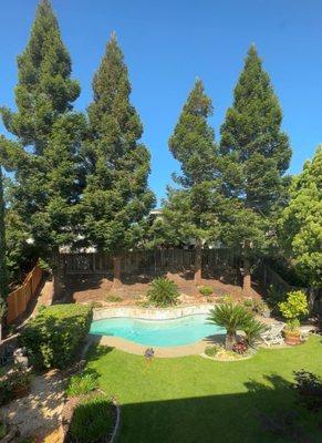 The 4 large redwoods before pruning.