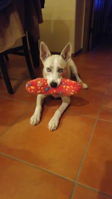 Luna very happy with her toy! My girl was spayed last week and all went well!