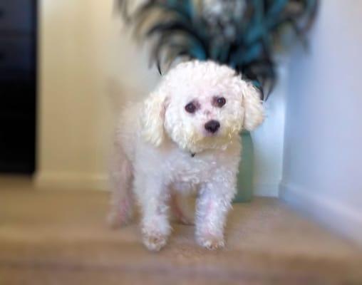 Meet Maggie!  She's was a 16 yr. old Bichon who has gone to the Rainbow bridge.  We'll miss you Ms. Maggie!