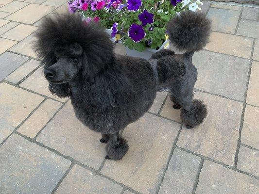 Blue poodle, groomed by Kathy.